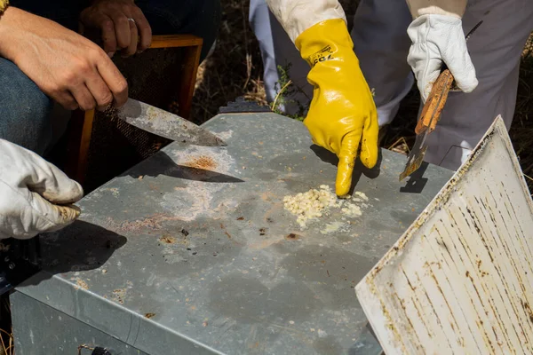 Keneli arı yumurtaları.