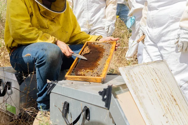 Beekeeper Searching Bee Eggs Checking Ticks — Zdjęcie stockowe