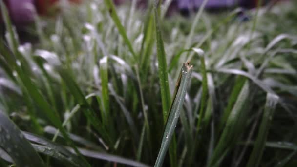 Gotas Lluvia Cayendo Sobre Hierba Verde — Vídeos de Stock