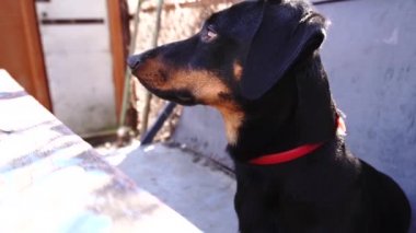 Kara köpek dachshund karantina yardımı