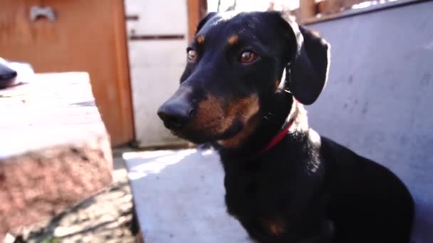 Assistência Quarentena Dachshund Cão Preto — Vídeo de Stock