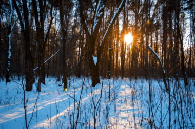 Bir kış günü ağaçlar