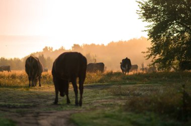 İnekler yazın güneşli bir günde tarlada otlar ve yeşil yonca yerler.
