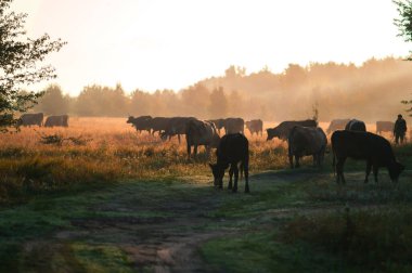 İnekler yazın güneşli bir günde tarlada otlar ve yeşil yonca yerler.