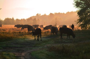 İnekler yazın güneşli bir günde tarlada otlar ve yeşil yonca yerler.