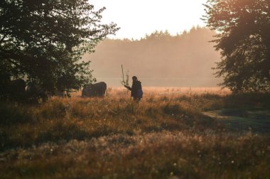 İnekler yazın güneşli bir günde tarlada otlar ve yeşil yonca yerler.