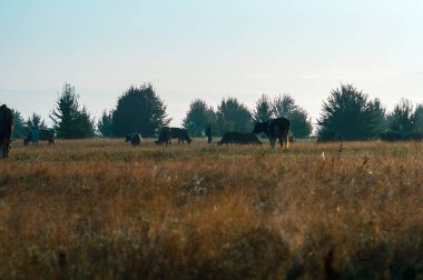 İnekler yazın güneşli bir günde tarlada otlar ve yeşil yonca yerler.