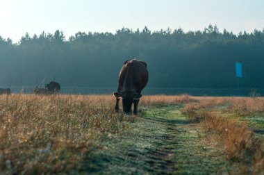 İnekler yazın güneşli bir günde tarlada otlar ve yeşil yonca yerler.