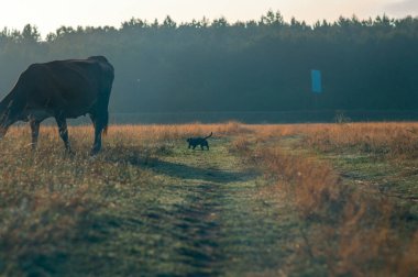 İnekler yazın güneşli bir günde tarlada otlar ve yeşil yonca yerler.