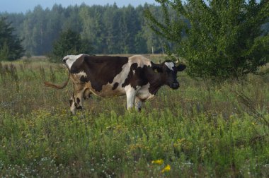 İnekler yazın güneşli bir günde tarlada otlar ve yeşil yonca yerler.