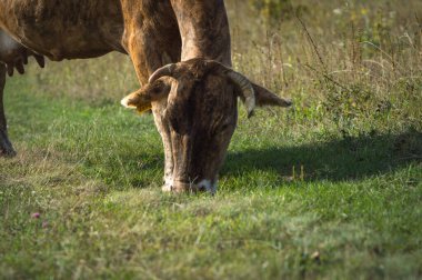 İnekler yazın güneşli bir günde tarlada otlar ve yeşil yonca yerler.