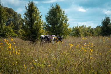 İnekler yazın güneşli bir günde tarlada otlar ve yeşil yonca yerler.