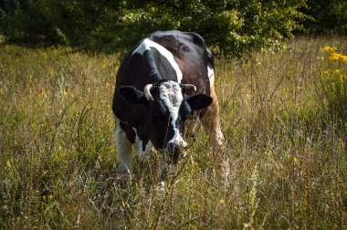 İnekler yazın güneşli bir günde tarlada otlar ve yeşil yonca yerler.