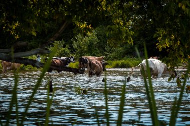 İnekler nehri geçerken yazın nehirden su içiyorlar güneşli bir günde tarlada otluyorlar ve mavi bulutlu gökyüzünün altında yeşil yonca yiyorlar.