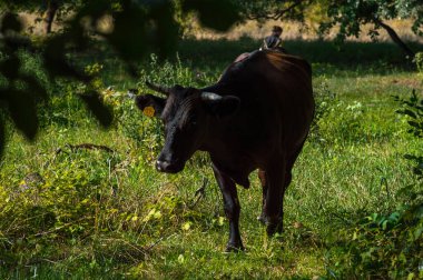 İnekler yazın güneşli bir günde tarlada otlar ve yeşil yonca yerler.
