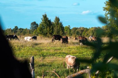 İnekler yazın güneşli bir günde tarlada otlar ve yeşil yonca yerler.