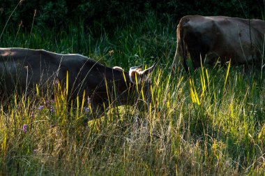 İnekler yazın güneşli bir günde tarlada otlar ve yeşil yonca yerler.