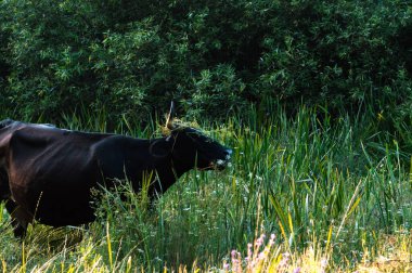 İnekler yazın güneşli bir günde tarlada otlar ve yeşil yonca yerler.