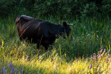 İnekler yazın güneşli bir günde tarlada otlar ve yeşil yonca yerler.