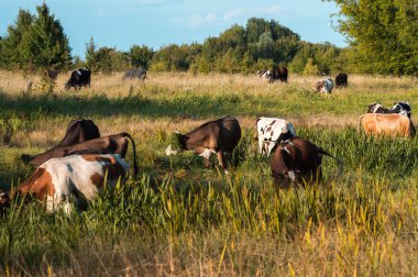 İnekler yazın güneşli bir günde tarlada otlar ve yeşil yonca yerler.