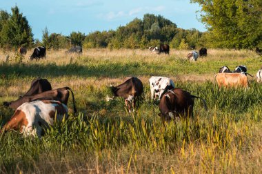 İnekler yazın güneşli bir günde tarlada otlar ve yeşil yonca yerler.