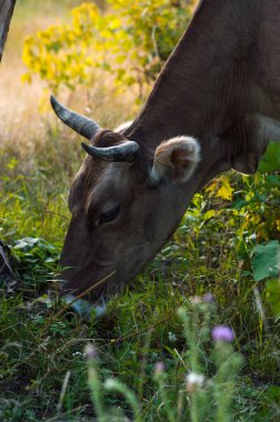 İnekler yazın güneşli bir günde tarlada otlar ve yeşil yonca yerler.