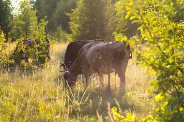İnekler yazın güneşli bir günde tarlada otlar ve yeşil yonca yerler.