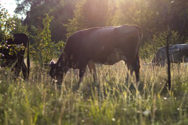 İnekler yazın güneşli bir günde tarlada otlar ve yeşil yonca yerler.