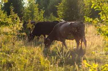 İnekler yazın güneşli bir günde tarlada otlar ve yeşil yonca yerler.