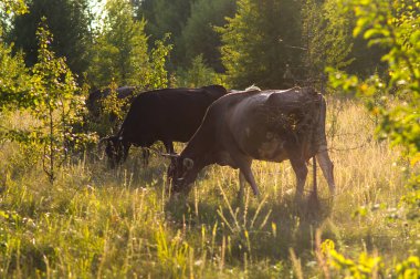 İnekler yazın güneşli bir günde tarlada otlar ve yeşil yonca yerler.