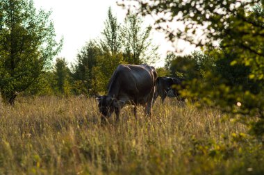 İnekler yazın güneşli bir günde tarlada otlar ve yeşil yonca yerler.