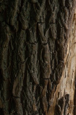 Ahşap desen yakın ağaç kabuğu kahverengisi