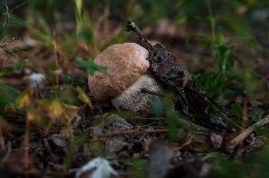 Sonbahar geldi. Açık havada ormanda mantar toplama zamanı.