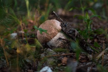 Sonbahar geldi. Açık havada ormanda mantar toplama zamanı.