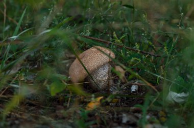 Sonbahar geldi. Açık havada ormanda mantar toplama zamanı.