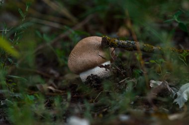 Sonbahar geldi. Açık havada ormanda mantar toplama zamanı.