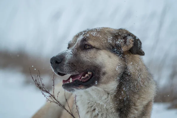 Hond Sneeuw Een Winterdag — Stockfoto