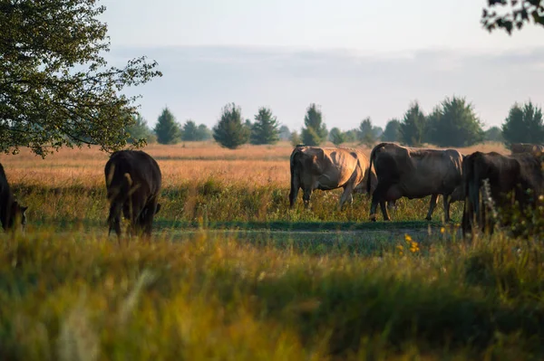 Krávy Pasou Létě Poli Slunečného Dne Jedí Zelenou Trávu Jetel — Stock fotografie