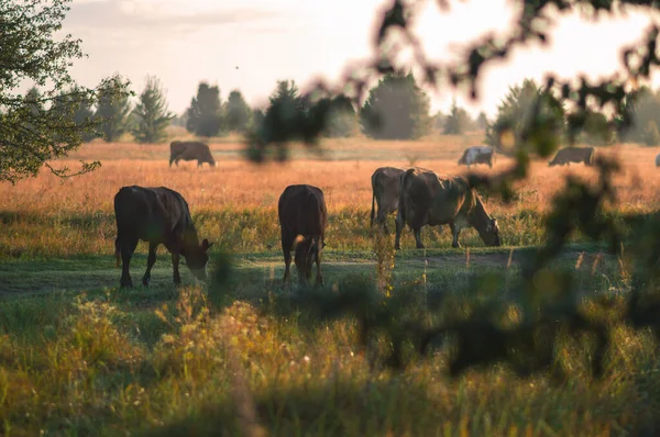 Vacas Pastan Verano Campo Día Soleado Comen Hierba Verde Trébol — Foto de Stock