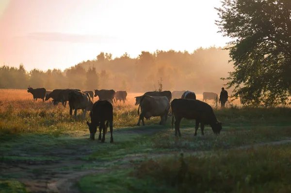 Cows Graze Summer Field Sunny Day Eat Green Grass Alfalfa — Stock Photo, Image