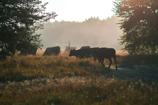 Krávy Pasou Létě Poli Slunečného Dne Jedí Zelenou Trávu Jetel — Stock fotografie