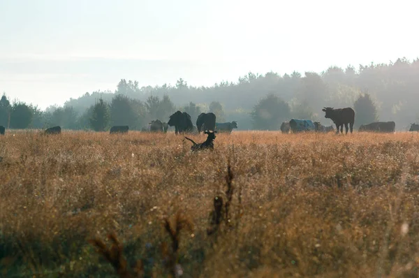 Krowy Pasą Się Latem Polu Słoneczny Dzień Jedzą Zieloną Trawę — Zdjęcie stockowe