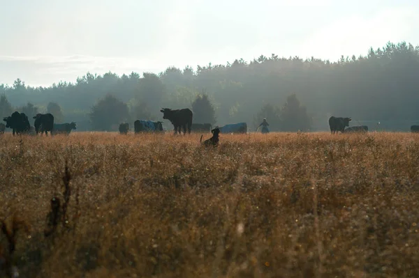 İnekler yazın güneşli bir günde tarlada otlar ve yeşil yonca yerler.