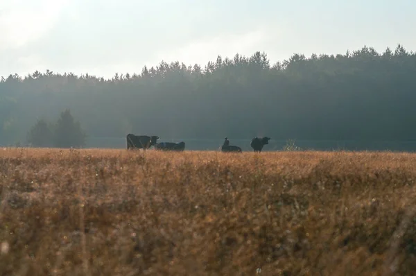 Krowy Pasą Się Latem Polu Słoneczny Dzień Jedzą Zieloną Trawę — Zdjęcie stockowe