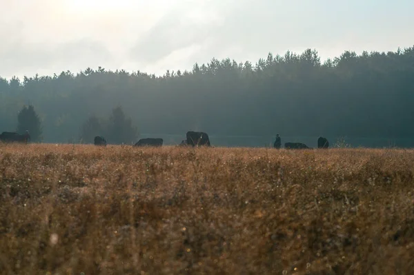 Krowy Pasą Się Latem Polu Słoneczny Dzień Jedzą Zieloną Trawę — Zdjęcie stockowe