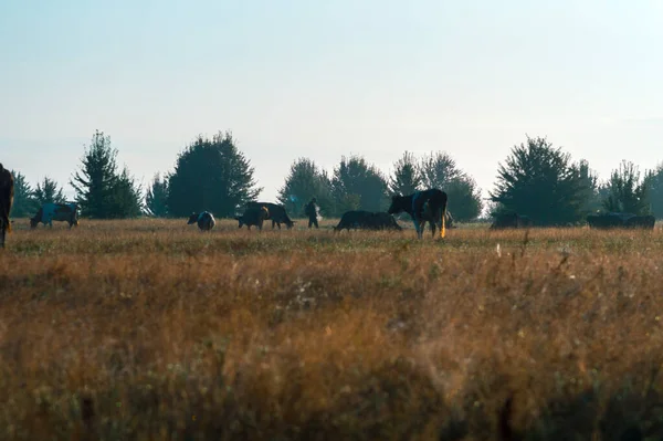 Krowy Pasą Się Latem Polu Słoneczny Dzień Jedzą Zieloną Trawę — Zdjęcie stockowe