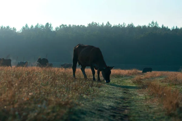 Krowy Pasą Się Latem Polu Słoneczny Dzień Jedzą Zieloną Trawę — Zdjęcie stockowe