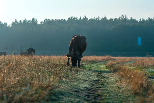 İnekler yazın güneşli bir günde tarlada otlar ve yeşil yonca yerler.