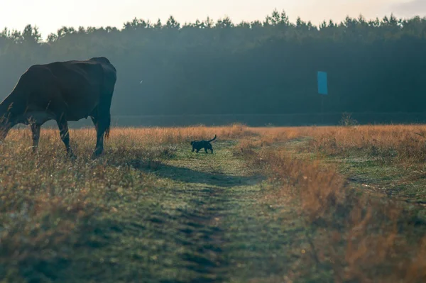 İnekler yazın güneşli bir günde tarlada otlar ve yeşil yonca yerler.