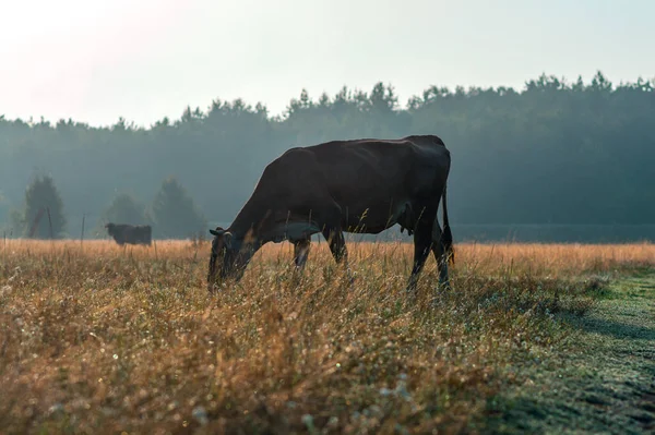 İnekler yazın güneşli bir günde tarlada otlar ve yeşil yonca yerler.